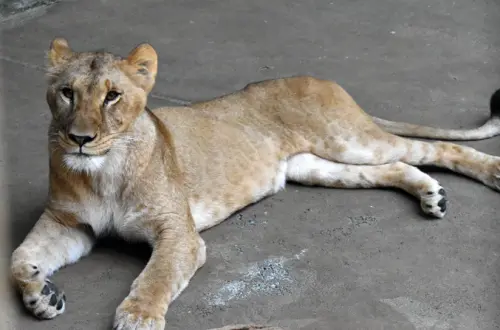 東京熱到獅子也中暑！3母獅竟被熱死　動物園證實了