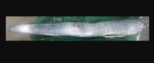 ▲日本進口白帶魚被檢出孔雀綠，為魚肉為不得檢出，邊境攔截。（圖／食藥署提供）