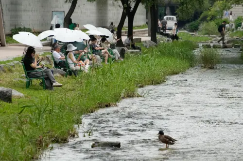 韓國熱浪多誇張？鴿子集體擠遮陽傘下避暑　近40度高溫已奪19命