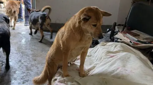 新北獨居老翁離世多日！13隻忠犬未啃食、堅守遺體　畫面逼哭萬人