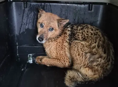 ▲動保處隨後將 13 隻犬隻陸續帶回新店動物之家進行安置與醫療檢查，確認所有犬隻身體狀況均無大礙。（圖／新北市政府動物保護防疫處）