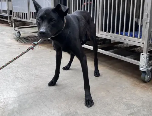▲動保處獸醫師團隊在細心安撫並確認犬隻健康後，已成功媒合民間收容單位接續進行長期照護，讓毛寶貝們重新獲得溫暖。（圖／新北市政府動物保護防疫處）