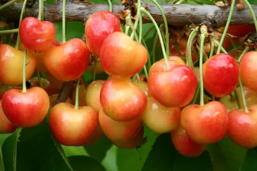 「櫻桃皇后」今年慘了！出貨量腰斬52%　風雨重創、產季提早收尾