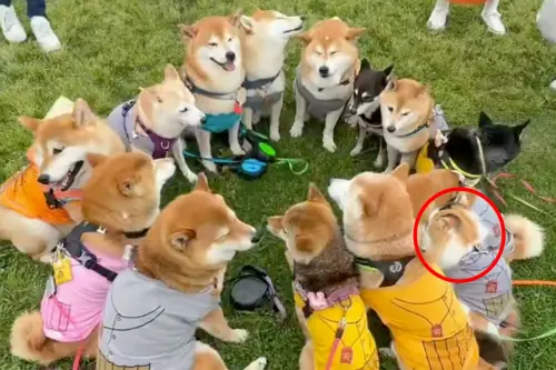 柴犬召開高峰會！竟有「神祕臥底」混入　全場噴笑：根本集團老大