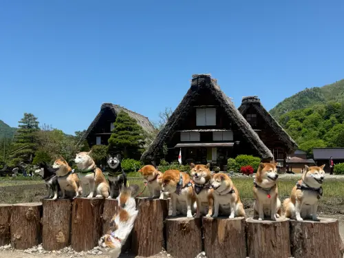▲Luna是柴犬家庭中的正式成員，平時與3隻柴犬一起生活，外出賞櫻、玩雪也從不缺席，甚至在其他柴犬群裡也能自然融入。（圖／翻攝自X@chachamarock）