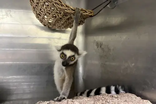 瀕危環尾狐猴在新北被查獲！動保處出手了：最重關5年、罰150萬