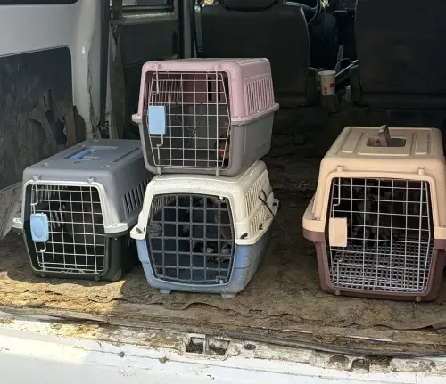 ▲在中和區某宮廟停車場內當場攔截一起野生動物非法交易案。現場在一輛廂型車內查獲 5 隻被關在運輸籠中的瀕危物種「環尾狐猴」。（圖／新北動保處）