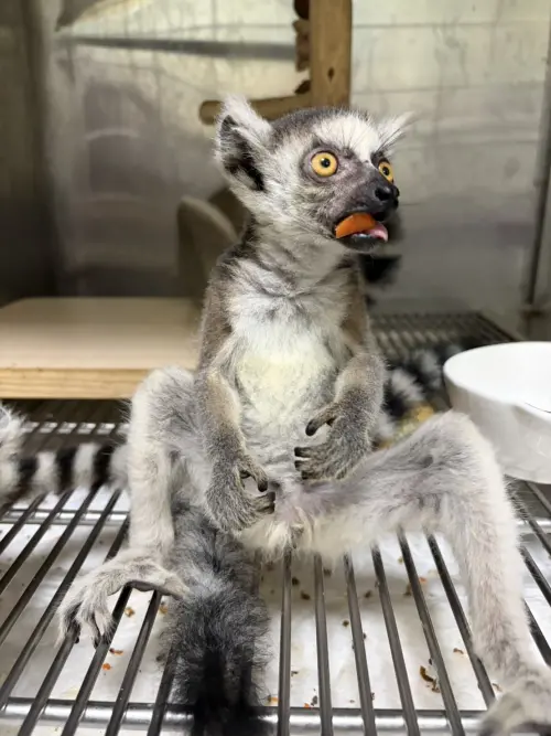 ▲新北動保處強調，非法持有、買賣保育類野生動物不僅破壞生態，更嚴重危害公眾健康。（圖／新北動保處）