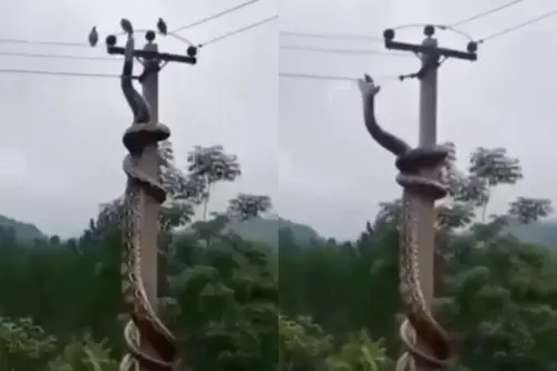 7米巨蟒爬電線桿狩獵！二度遭電慘死「3鴿全目睹」　驚悚畫面瘋傳