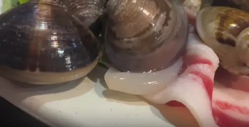 ▲其實畫面中蛤蜊露出來的器官是斧足，主要是用來移動跟把自己埋在沙子裡，不是拿來進食用。（圖／Threads@catcat_ustar）