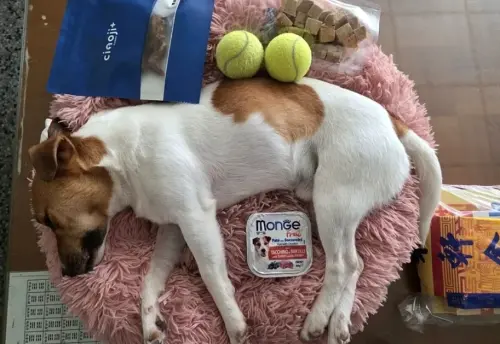 ▲Wilson 是在去年 5 月 29 日執行訓練期間發生意外墜落，經緊急送往動物醫院救治後仍宣告不治。（圖／花蓮縣消防局）