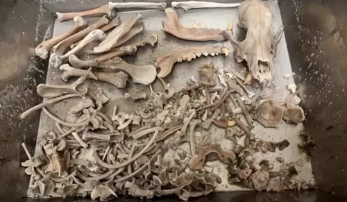 ▲搜救犬Wilson遺體水化照片。（圖／花蓮縣消防局）
