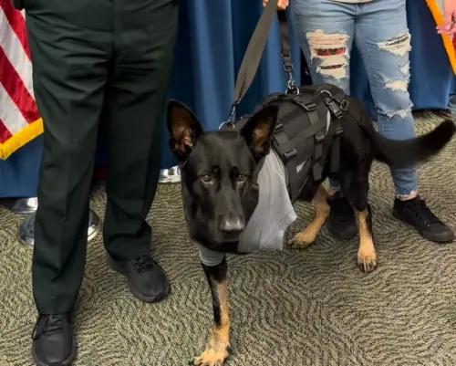 警犬為戰友擋子彈！醒來「剩3隻腳」反應超感人　光榮退休畫面曝