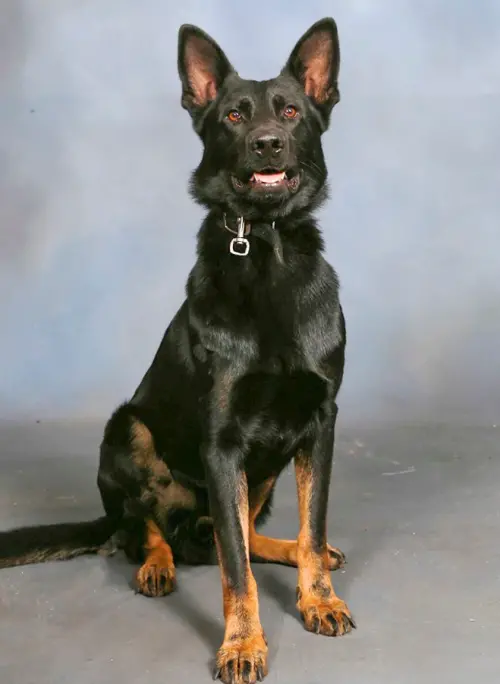 ▲德國牧羊犬 Ace過去英俊挺拔的模樣。（圖／IG@polksheriff）