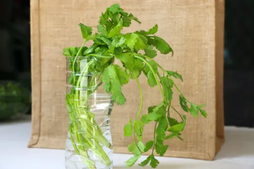 ▲去除香菜的黃葉，保留其根部，清洗乾淨後放入割開一半的寶特瓶，裝水冷藏「養」著。（圖／取自食農教育平台）