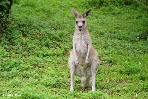 北市動物園最後一隻！大灰袋鼠奶奶20歲離世　曾因貴妃躺姿爆紅