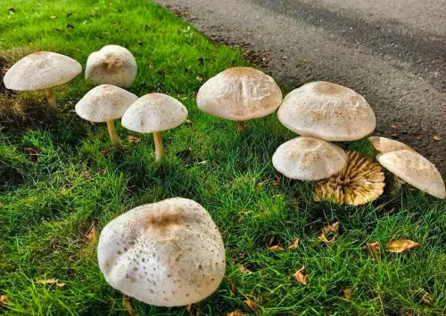 ▲高雄安全島上又長出菇菇，照片隨即在網路上爆紅。（圖／高雄美食地圖臉書）