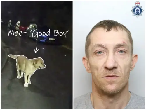 毒駕男逃亡半路丟包愛犬！拉布拉多大義滅親帶警「直接回家」逮人