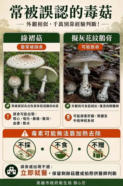 ▲綠褶菇屬於腸胃毒素型毒菇，誤食後輕則劇烈嘔吐、腹瀉。（圖／高雄市衛生局提供）