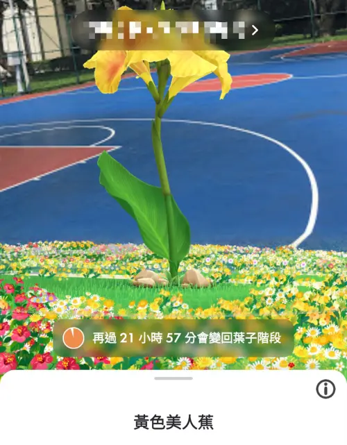 ▲想種出指定的巨大花朵，需要在附近種下160朵該品種的花。（圖／翻攝自《Pikmin Bloom》）