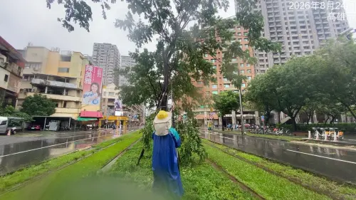 ▲捷運局針對輕軌全線沿線樹木加強巡檢，修剪輕軌雨豆樹下垂枝。（圖／高市府捷運局提供）