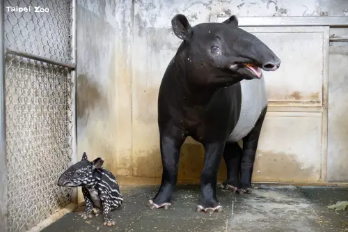 台北動物園「馬來貘寶寶」出生了！小公主萌樣曝光　出生狂找奶喝