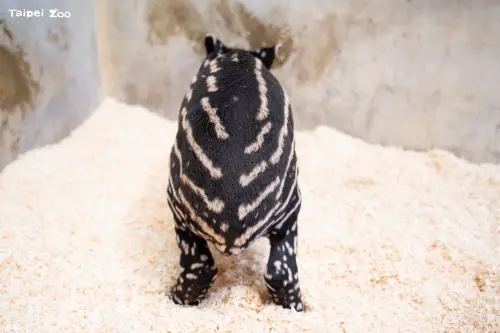 ▲台北市立動物園迎來馬來貘新生命，Putri與貘樹繼2023年生下公貘Treeda後，今年再添一名女兒。（圖／臺北市立動物園﻿提供）