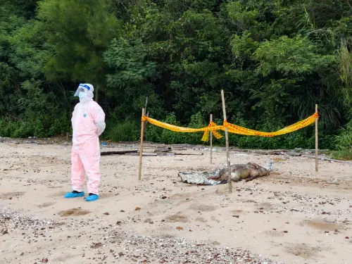 金門海漂豬驗非洲豬瘟！今年已第3例　即起豬肉及加工品暫停輸台