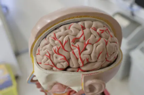 ▲歐洲研究透過腦磁圖與 AI 分析建構「大腦老化時鐘」，證實多說語言能有效延緩腦部退化。（示意圖／取自photoAC）