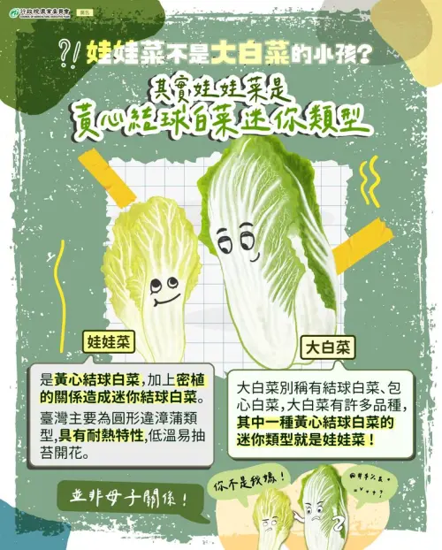 ▲農業部（前農委會）特別製作懶人包澄清，娃娃菜與大白菜並非母子關係，而是黃心結球白菜的迷你品種。（圖／翻攝自食農教育資訊整合平台）