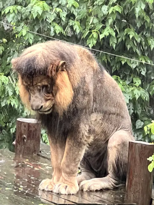 ▲壽山動物園雄獅「小辛」完全不怕雨，站在高處棲架上低頭淋雨，模樣看起來憂鬱又落寞，意外被網友笑稱像失戀。（圖／翻攝自Threads@shoushanzoo）