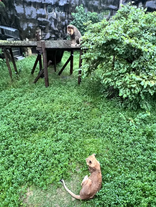 ▲園方分享園內有3種「濕獅」，包括享受雨水的小辛、喜歡在草地洗臉的小乖，以及雨天直接「不上班」的布蕾。（圖／翻攝自Threads@shoushanzoo）