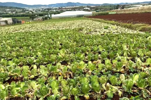 「放3週不會壞」代表泡甲醛？最強菜農：娃娃菜不是山東白小時候