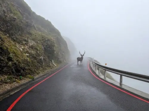 ▲細雨籠罩合歡山，公路中央突然出現一頭雄水鹿，朦朧山景搭配氣勢十足的鹿角，宛如電影場景般夢幻。（圖／臉書粉專「奧萬大情報站」）