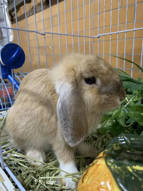 ▲員林27日拾獲的垂耳兔，將於9月9日下午3點辦理。（圖／彰化縣動物防疫所chcgadcc.gov.tw/）