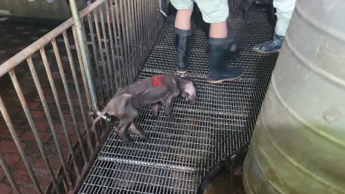 ▲藍耳病會導致仔豬免疫力大幅下降，出現下痢，呈現喘、養不胖、沒精神、拉肚子等症狀，容易混合感染而死亡。（圖／新北動保處）