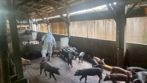 ▲新北動保處隨即派員採樣送驗並特邀嘉義大學獸醫學院老師郭鴻志前往現場會診，成功找出致病源頭並控制疫情。（圖／新北動保處）
