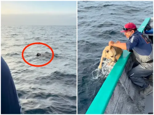出海釣魚驚見狗在游泳！船員秒出手大海撈汪　神救援奇蹟找回主人