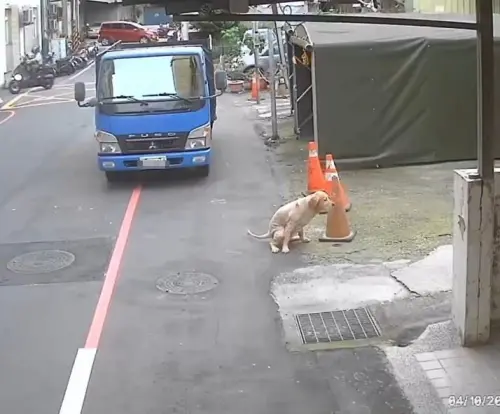 不是流浪犬！黃金獵犬單獨遊蕩五股街頭　新北動保處重罰飼主8萬3