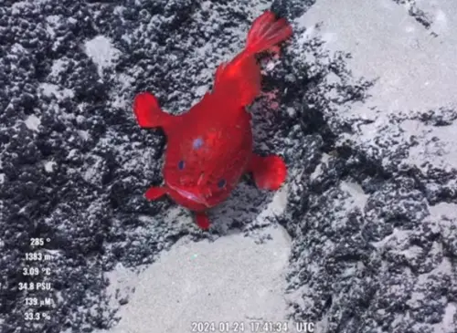 ▲▼海蟾蜍平時靠魚鰭爬行而非游泳，捕食時還會隨吸食動作帶動身體移動，看起來就像在海底跳舞。（圖／翻攝自YouTube「Schmidt Ocean Institute」）