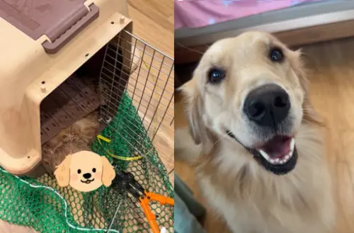 黃金獵犬搭機慘死！貨艙託運箱內變冰冷遺體　大韓航空回應了
