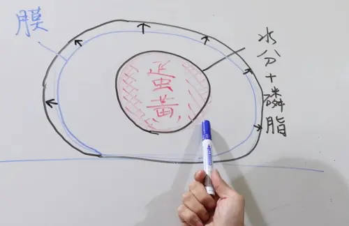 ▲若把蛋黃酥放入微波爐，快速加熱同時，水分和磷脂會散出能量，但因蛋黃酥膜的包覆，導致能量散不出去，進一步衝出蛋黃酥而導致爆開。（圖／新北消防發爾麵YouTube）