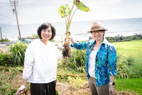 影／帶蕭美琴遊金山、拔芋頭！蘇巧慧：打造新北獨一無二觀光品牌