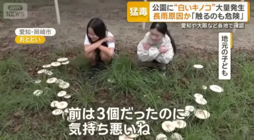 日本公園驚見「白色毒菇」大爆發！誤食恐住院　地方政府急喊別碰