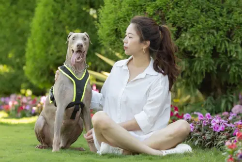 ▲太陽能產業廖小姐與杜賓犬。（圖／西北訓犬學苑提供）