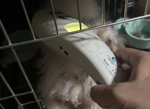 飼主入獄留12品種犬困租屋處！新北動保處出手　房東漠視重罰7萬5
