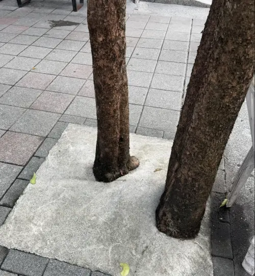 民怨到處砍樹！高嘉瑜加碼爆超驚人景象：樹穴用水泥封印術