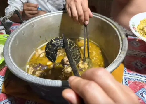 四王群島變殺戮現場！中國潛水教練魚槍殺海龜　烹煮開吃PO網炫耀