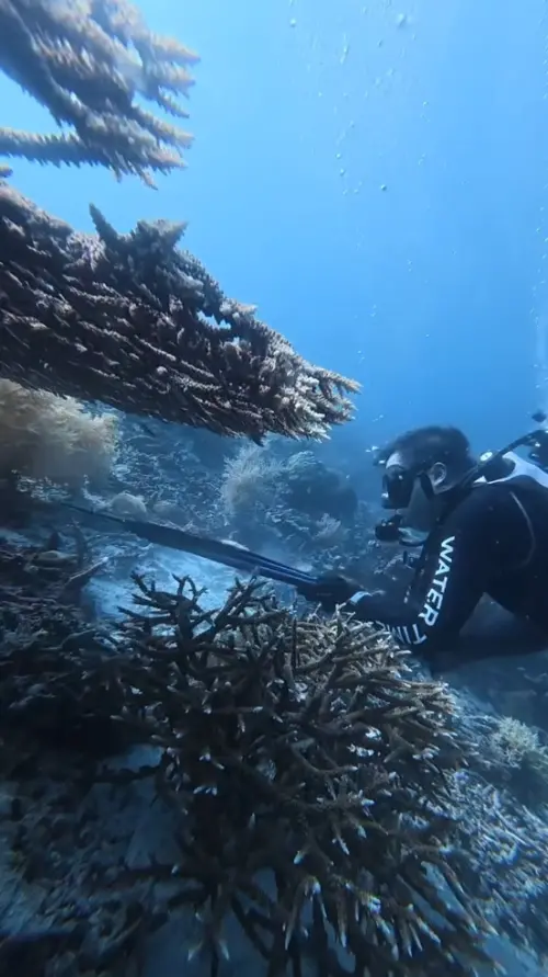 ▲全球潛水聖地驚爆獵殺醜聞！中國教練殺海龜炫耀　（圖／截自微博）