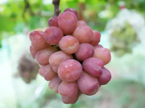 麝香葡萄不夠稀奇？日本「愛心葡萄」登場　天生心形還有它的血統
